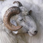 『ノマドワーカーという生き方』　を育児書としてよむ。